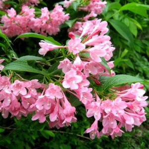 Вейгела цветущая «Розеа» в Ачинске