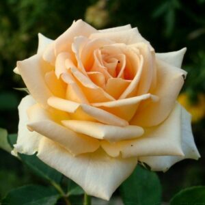 Роза чайно-гибридная Версилия в Ачинске