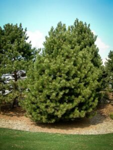 Сосна Чёрная (Pinus Nigra) в Ачинске