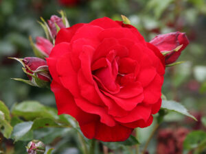 Роза Ротер Драх (Красный Дракон) в Ачинске