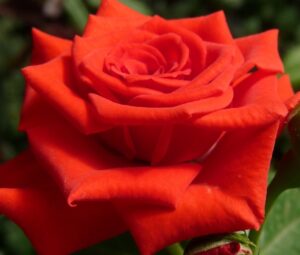 Роза чайно-гибридная Корвет в Ачинске