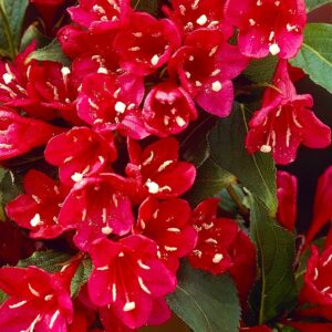 Вейгела цветущая «Ред Принц» в Ачинске