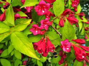 Вейгела цветущая «Рубидор» в Ачинске