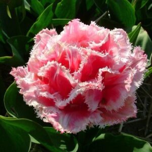 Тюльпан бахромчатый Квинсленд (QUEENSLAND) в Ачинске