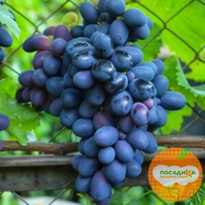 Ароматный и сладкий виноград «Августа» в Ачинске