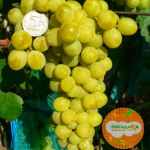 Виноград Амурский Белый (Высокоурожайный, ранний сорт) в Ачинске