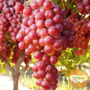 Виноград Виктория винная в Ачинске