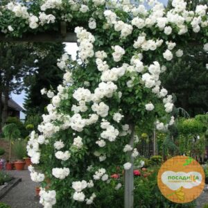 Роза плетистая Белый каскад в Ачинске