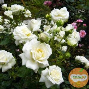 Роза Спрей белый в Ачинске