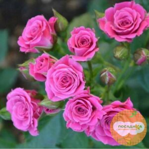 Роза Спрей розовый в Ачинске