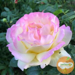 Роза чайно-гибридная Глория Дей в Ачинске