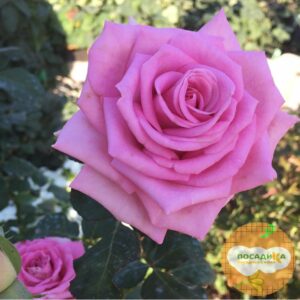 Роза чайно-гибридная Аква в Ачинске